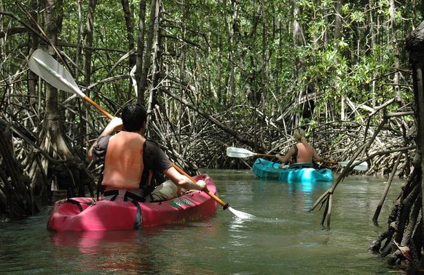 Damas Island Mangrove Kayaking Tour from Jacó