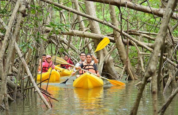 Damas Island Mangrove Kayaking Tour from Manuel Antonio