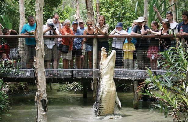 Hartley's Crocodile Adventure Half-Day Tour