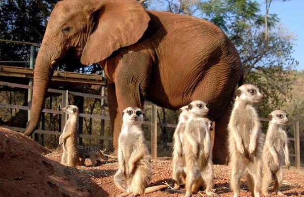Elephant Sanctuary Tour from Johannesburg or Pretoria