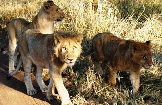 Rhino and Lion Park to see lots more animals nearest Johannesburg
