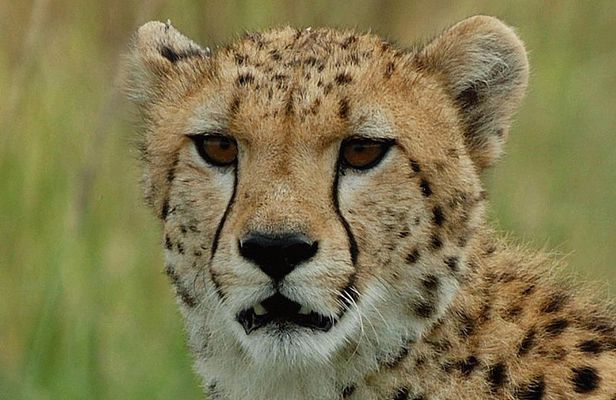 Ann Van Dyk Cheetah Centre an exciting conservation project!