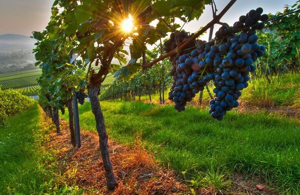 Private Wine Tour: Maipu Wineries from Mendoza
