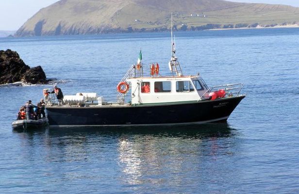 Dolphin and Whale Watching Tour from Dingle