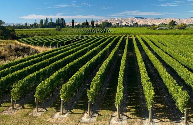Shore Excursion Marlborough Wine Region Tour from Picton