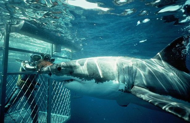 Shark Diving Full Day Guided Return Transfer to Gansbaai from Cape Town