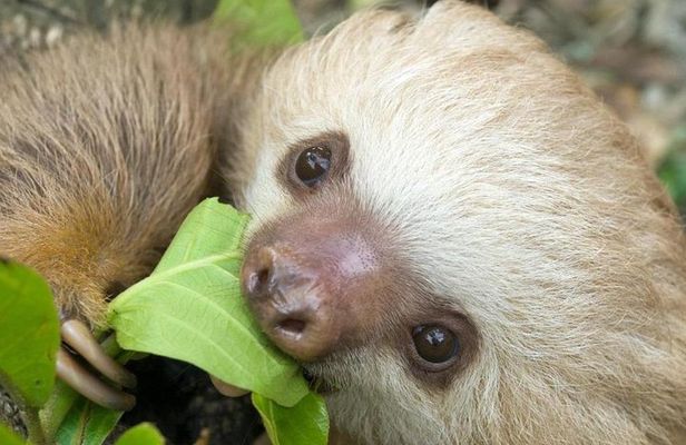 Sloths Lovers Tour. Puerto Limon Shore Excursion