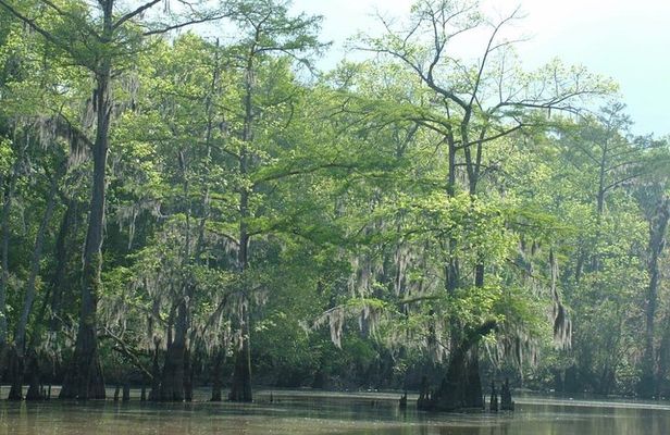 Private Tour of the Honey Island Swamp