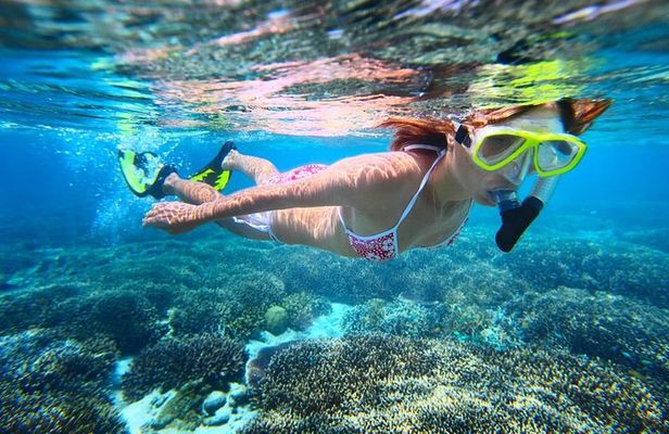 West Oahu Green Sea Turtle and Dolphin Snorkel Sail with Lunch
