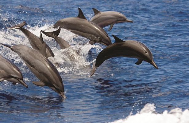 Afternoon Hawaiian Green Sea Turtle and Dolphin Snorkel and Sail