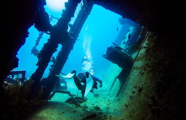 Aruba Guided Night Dive Adventure: Shallow Reefs or Shipwrecks