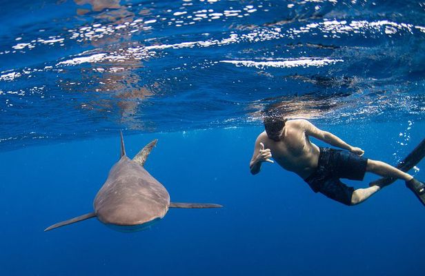 Snorkeling or Swimming with Sharks in Cabo San Lucas