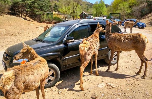 Beijing Badaling Wildlife Park & Juyongguan Great Wall Private Tour
