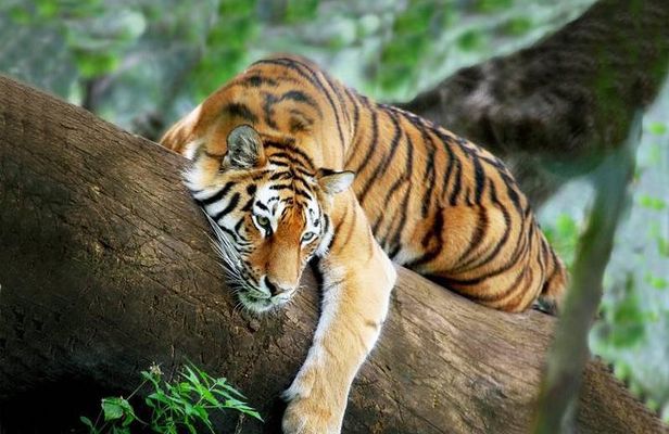 3-Day All Inclusive Chitwan Jungle Safari Tour From Kathmandu