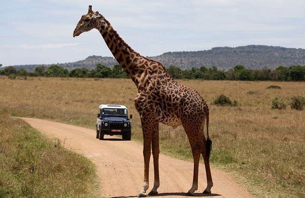 3-Day Sweetwaters: Ol Pejeta Conservancy Safari from Nairobi