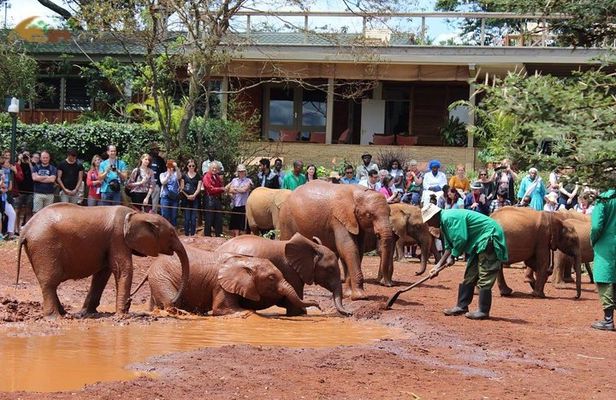 Giraffe Centre and David Sheldrick Half Day Tour