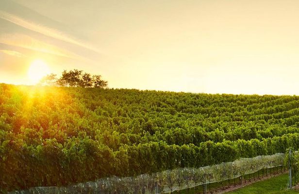 Great Wine Tour in Small Carpathian Hills