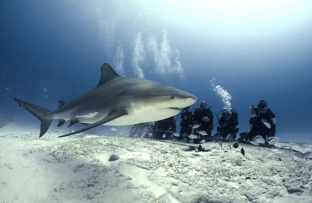 Bull Shark Dive in Playa del Carmen - 2-tanks / Only For Certified Divers