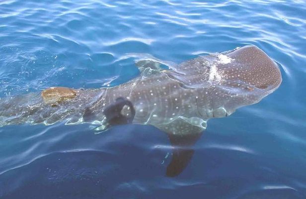 Whale Shark Group Adventure from Isla Holbox