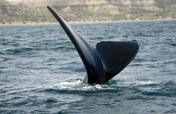 Peninsula Valdes with Penguin Colony of Estancia San Lorenzo