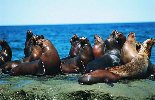 Excursion to Punta Loma, a Sea Lion Colony from Puerto Madryn