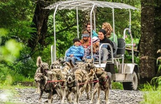 Turning Heads Kennel Dogsledding Experience & Tour