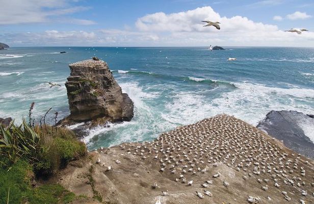 Coast to Coast Private Eco Tour