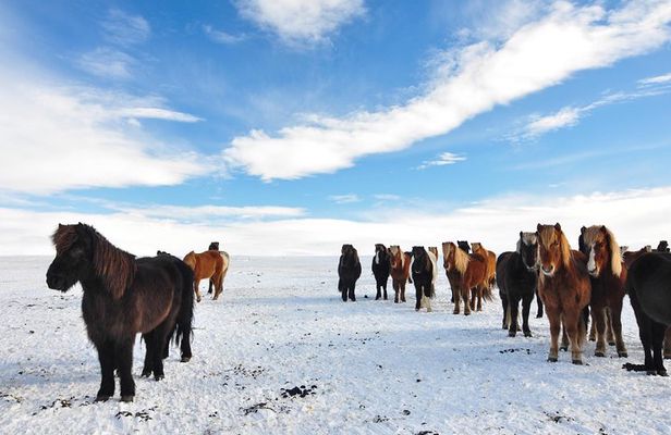 Golden Circle & Viking Horse Experience