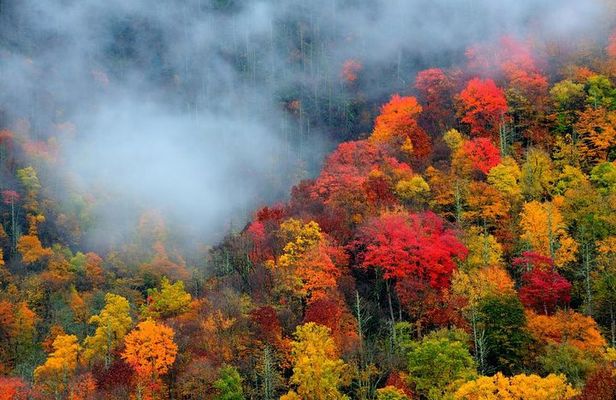 Trees of Many Colors Tour from Pigeon Forge