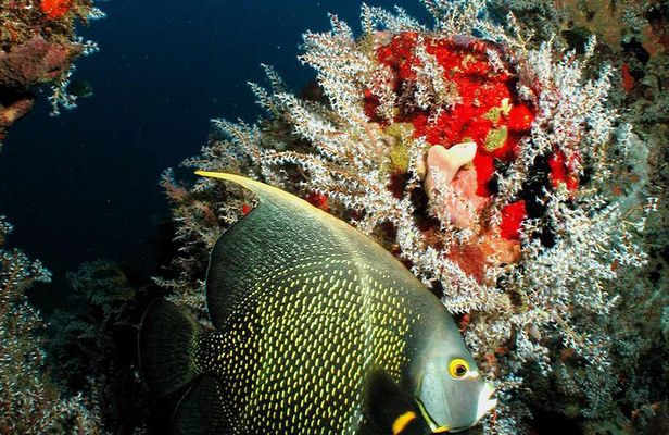 St Lucia Certified Scuba Diving Tour