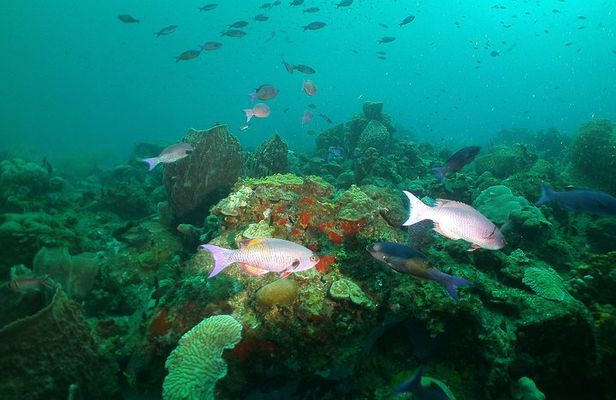 St Lucia Beginner Scuba Diving Tour