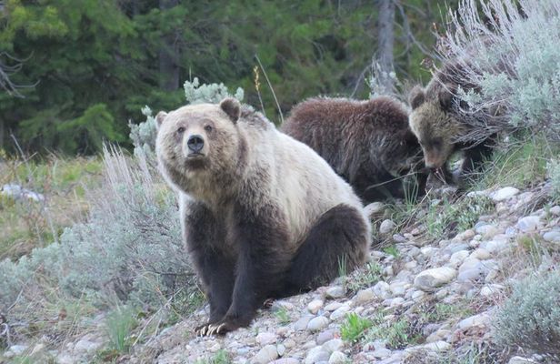 Grand Teton National Park - Full-Day Guided Tour from Jackson Hole