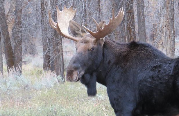 Grand Teton National Park - Sunrise Tour from Jackson Hole