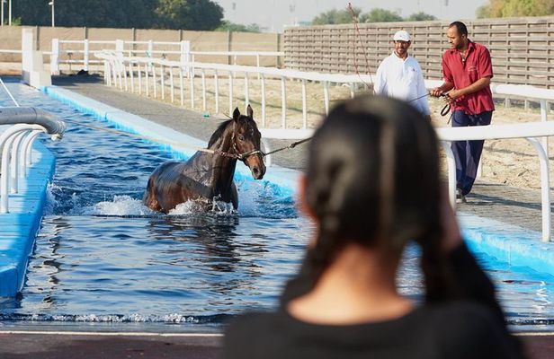 Racehorse Stable tour with Breakfast
