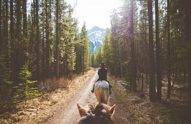 Buffalo Loop 1-Hour Horseback Trail Ride in Kananaskis