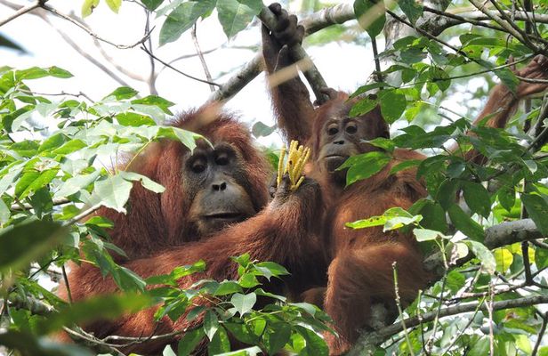 4 Day Jungle Adventure including 2 day trek