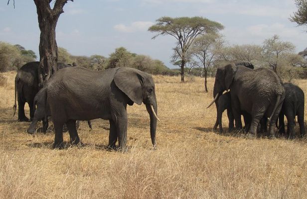Tarangire National Park: Guided Day Tour from Arusha