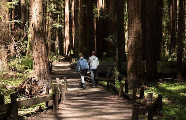 Small Group Redwoods, California Coast & Sausalito Day Trip from San Francisco
