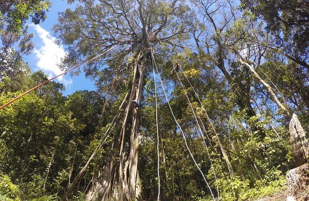 Tree Top Climbing Monteverde