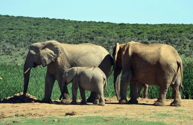 3 Day Wildlife Safari Tour - Garden Route Small Group Tour from Cape Town