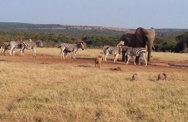 5 Day Cape to Addo Safari - Garden Route Small Group Tour