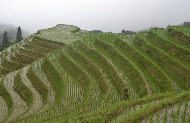 Longji Rice Terraces Long-Hair Minority Village Private Day Trip
