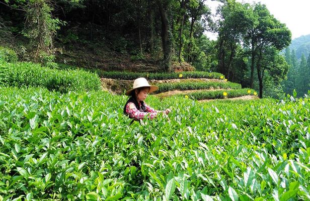 Hangzhou Private Customized Day Trip from Shanghai by Bullet Train