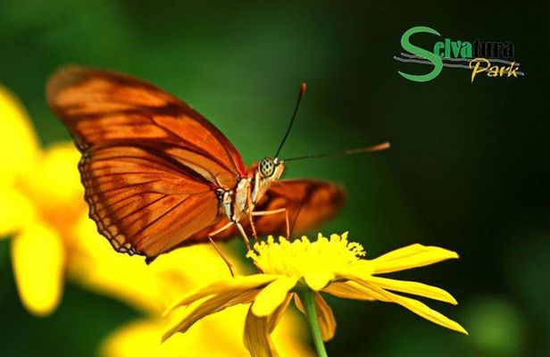 Canopy Zipline & Butterflies From Monteverde