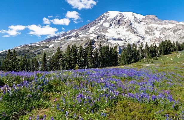 Private Mt Rainier National Park Day Trip from Seattle