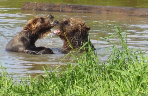 Wildlife and Glaciers with a walk in the Rainforest
