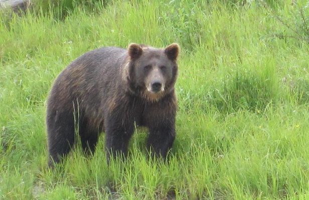 All-in-One Anchorage: City Tour, Wildlife, Lunch & Portage Cruise