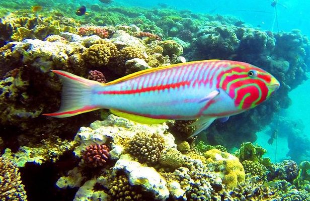 From Hurghada: Sharm El Naga Full-Day Snorkeling Tour