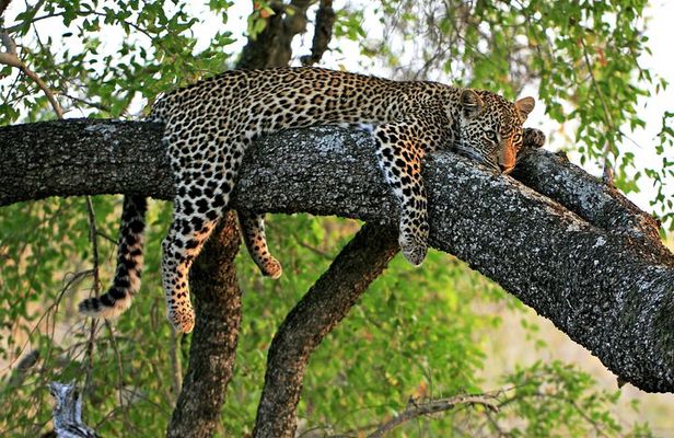 Night Safari Tour with Transfer