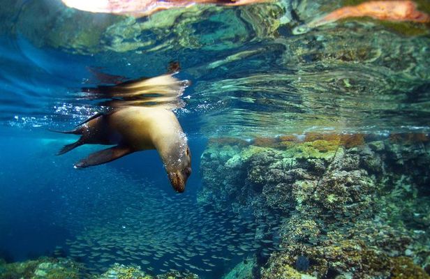 All-Inclusive catamaran Espiritu Santo Island Tour from Los Cabos